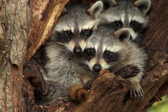 Do All Raccoons Have Roundworm