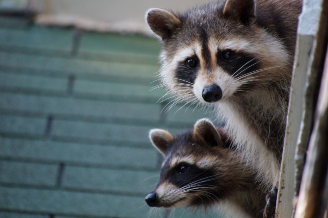 How to Get Rid of Raccoon Latrine