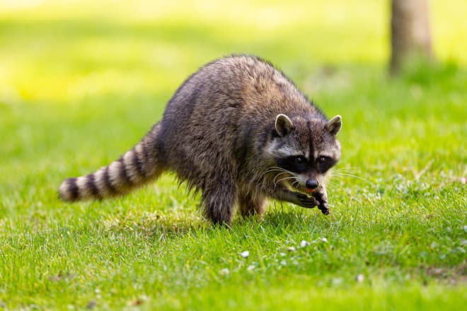 how to stop raccoon latrines from appearing