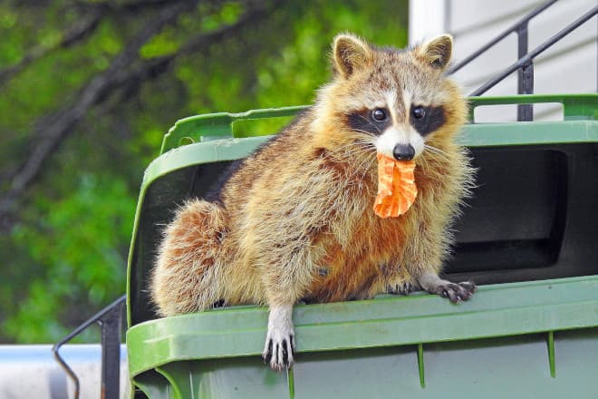 The Best Raccoon Latrine Deterrents