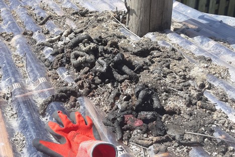 raccoon poop on shed