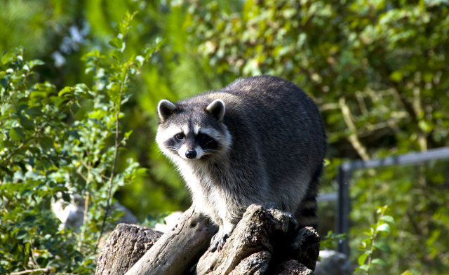 raccoon roundworm infection