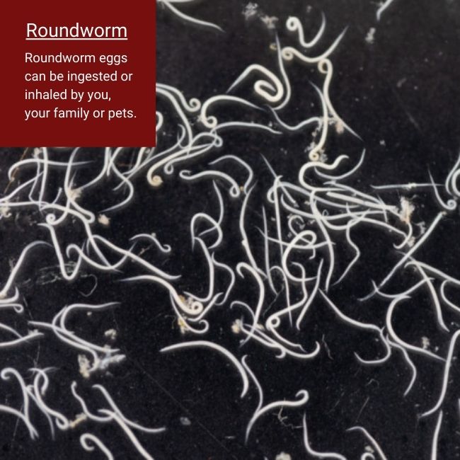 roundworms in raccoon feces oakville