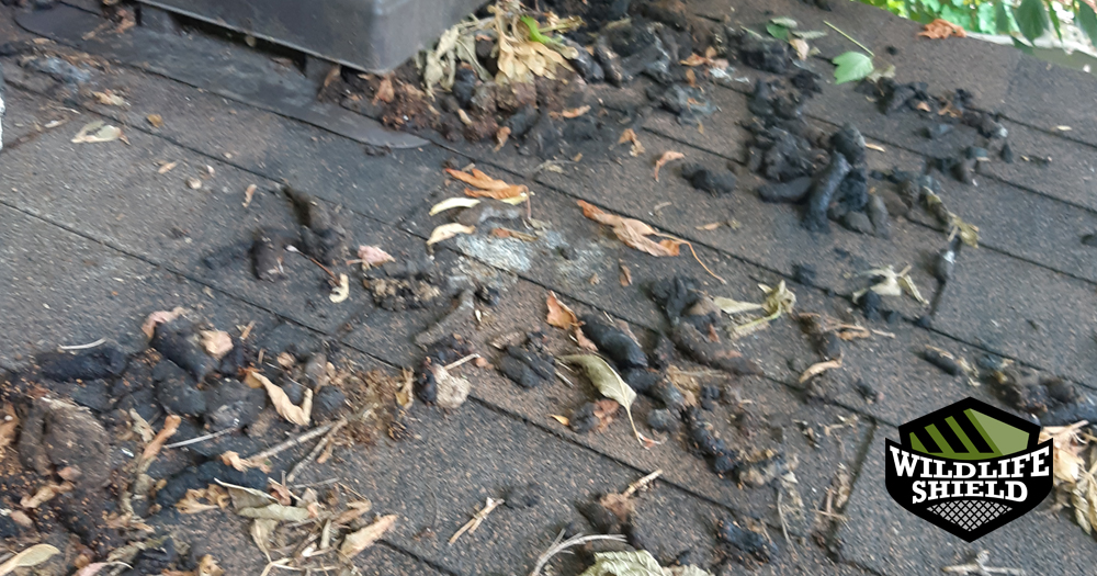 Raccoon Feces on a Roof in Old Toronto Raccoon Feces Removal