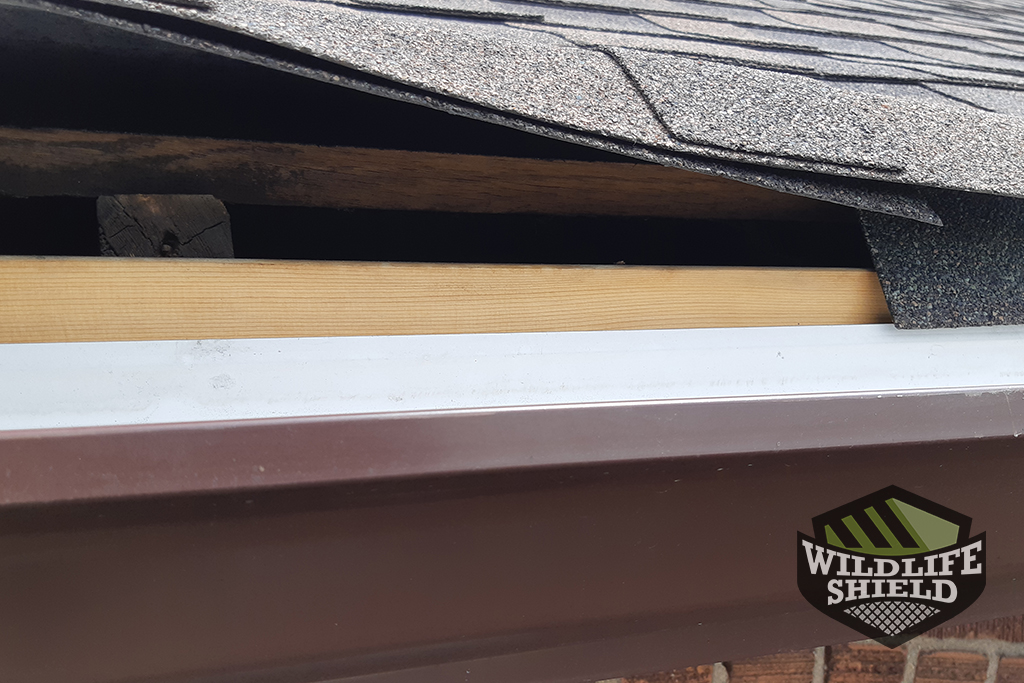 Coevolution examples picture