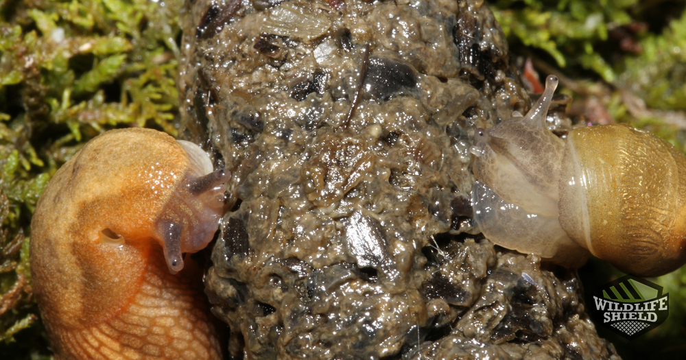 Why is Raccoon Feces Dangerous Raccoon Feces Removal