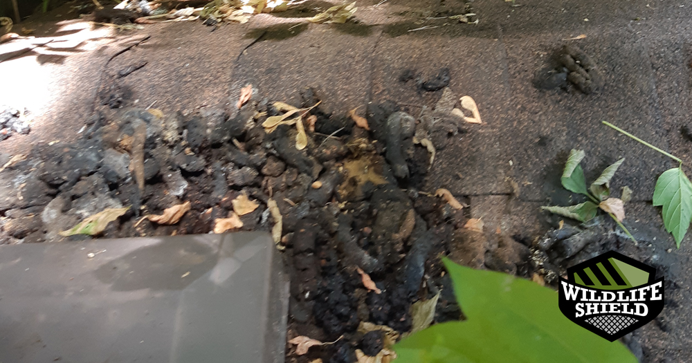 Raccoon Feces on a Roof in Old Toronto Raccoon Feces Removal