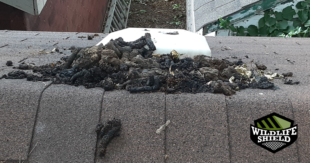 Raccoon Feces Over a Roof Vent in East York Raccoon Feces Removal