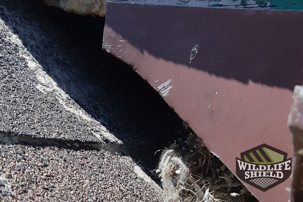 Speciation game picture