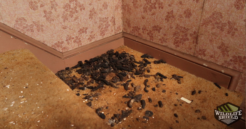 What Do Raccoon Feces Look Like