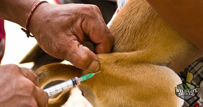 dog getting rabies vaccine