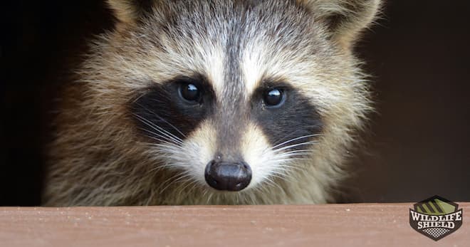 What Types of Structures do Raccoons Defecate On