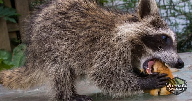 Why Do Raccoons Carry Round Worm