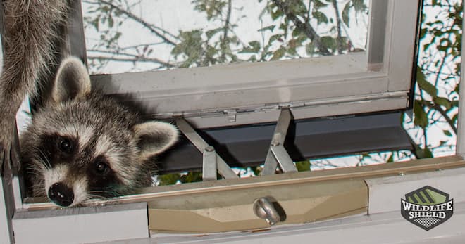 Why You Should Call a Professional To Clean Raccoon Feces