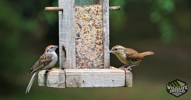 bird feeders