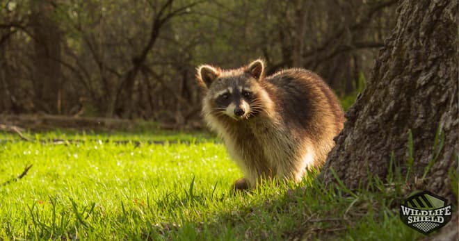 do raccoons poop away from their nests