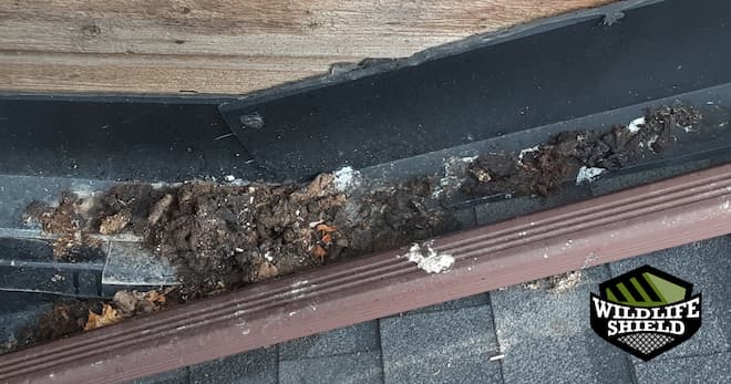 raccoon feces by the stairs of deck