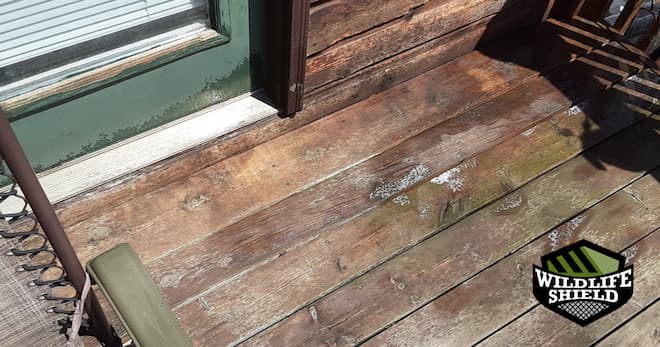 raccoon feces cleaned and removes from the deck