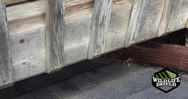 raccoon feces found under the deck