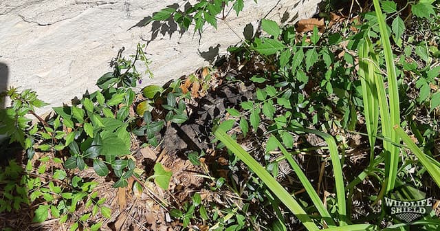 raccoon feces in garden