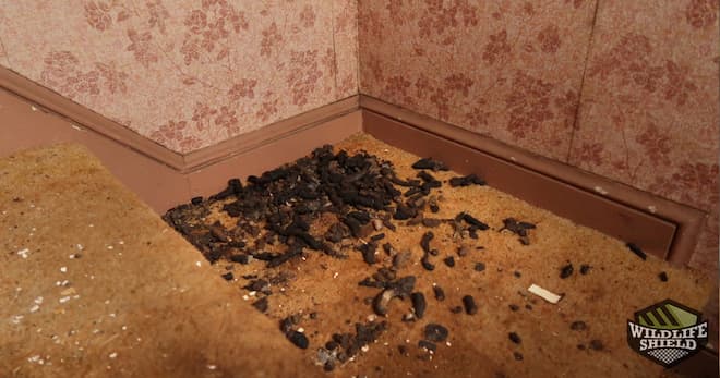 raccoon feces are in a stairwell in a house under renovation