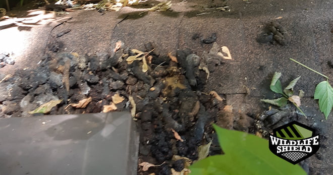Raccoon Feces on a Roof in Old Toronto