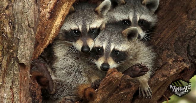 A group of young raccoons in a hole in a tree