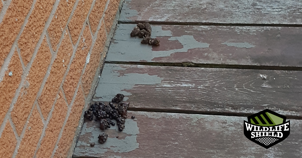 raccoon feces Archives Raccoon Feces Removal