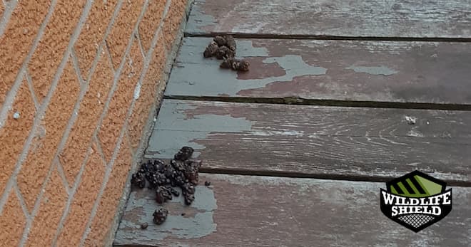 raccoon feces in Scarborough