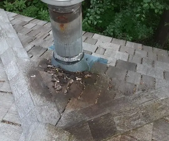 raccoon poop in backyard