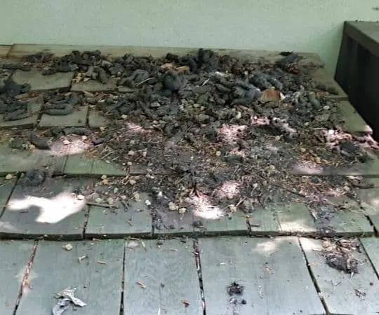 raccoon latrine on roof