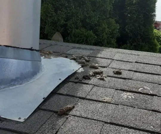 raccoon feces on the roof