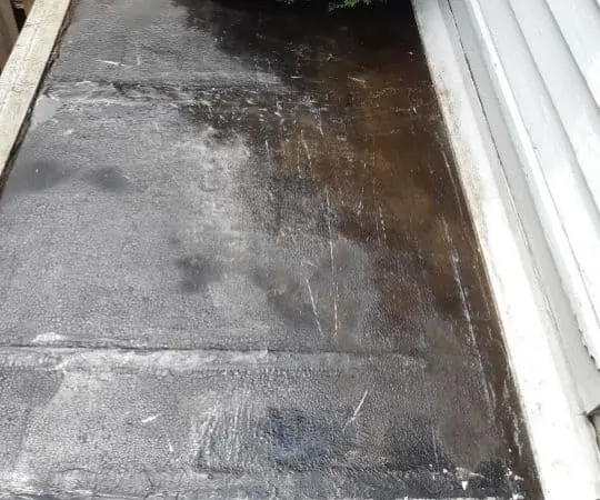 raccoon feces near garage cleanup