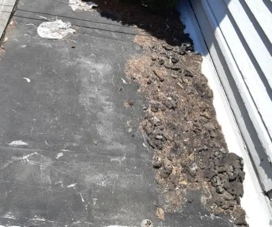 raccoon poop near garage